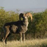 argali-sheep-in-east-gobi