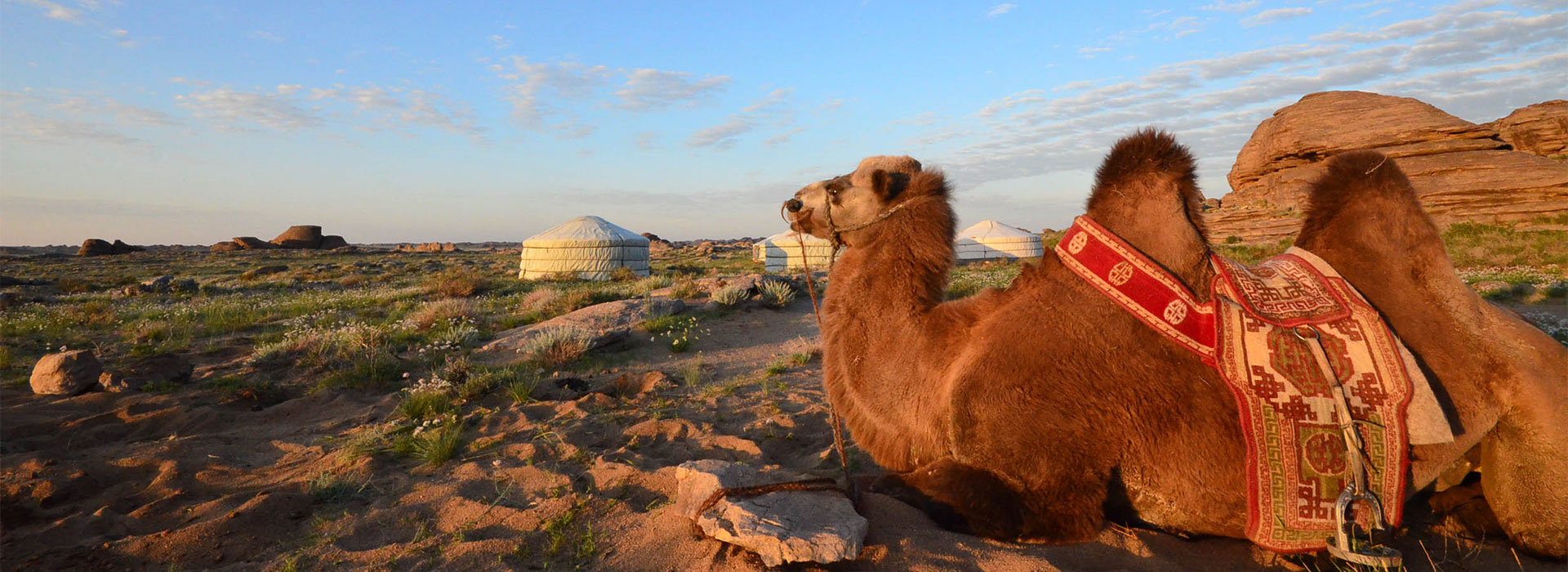 elst-camping-with-camel