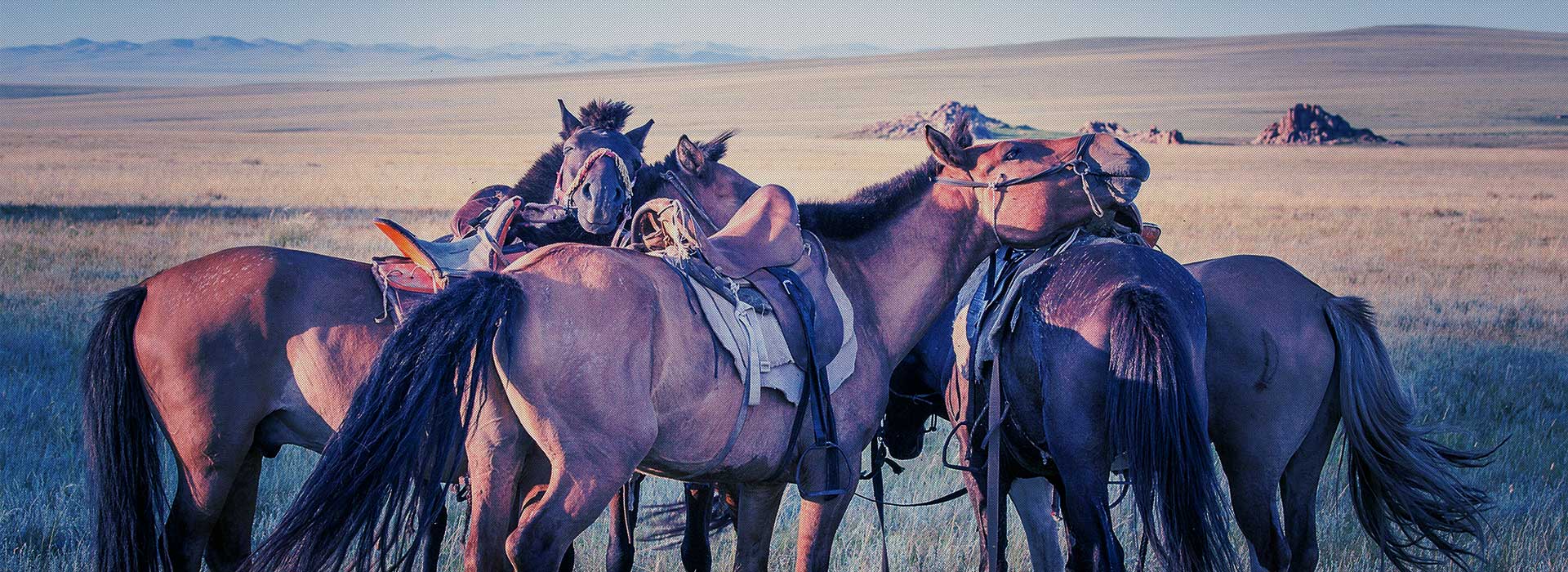 mongolian horses