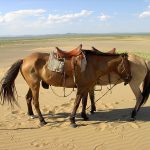 arburd-sands-horse