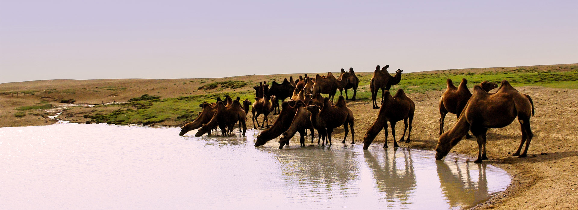 camel-drinking-water-in-south-gobi