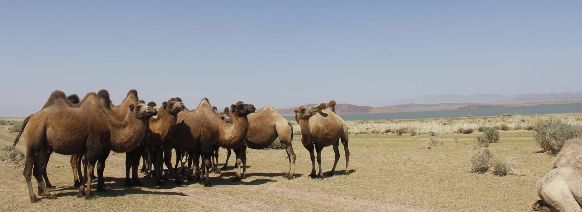 camels-lake-in-gobi