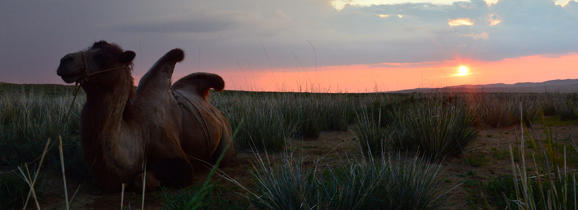 gobi-camel