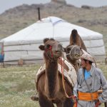 local-nomad-with-camel-carts