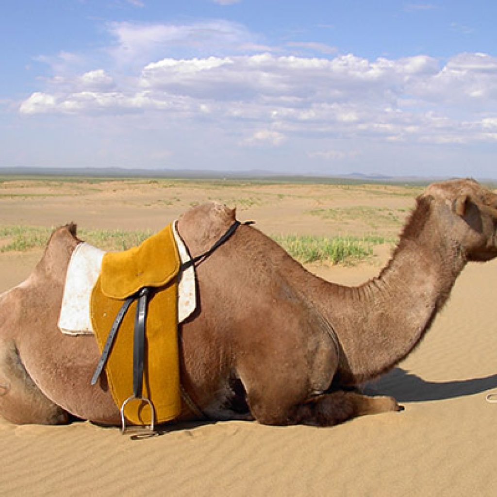 mongolian-camel