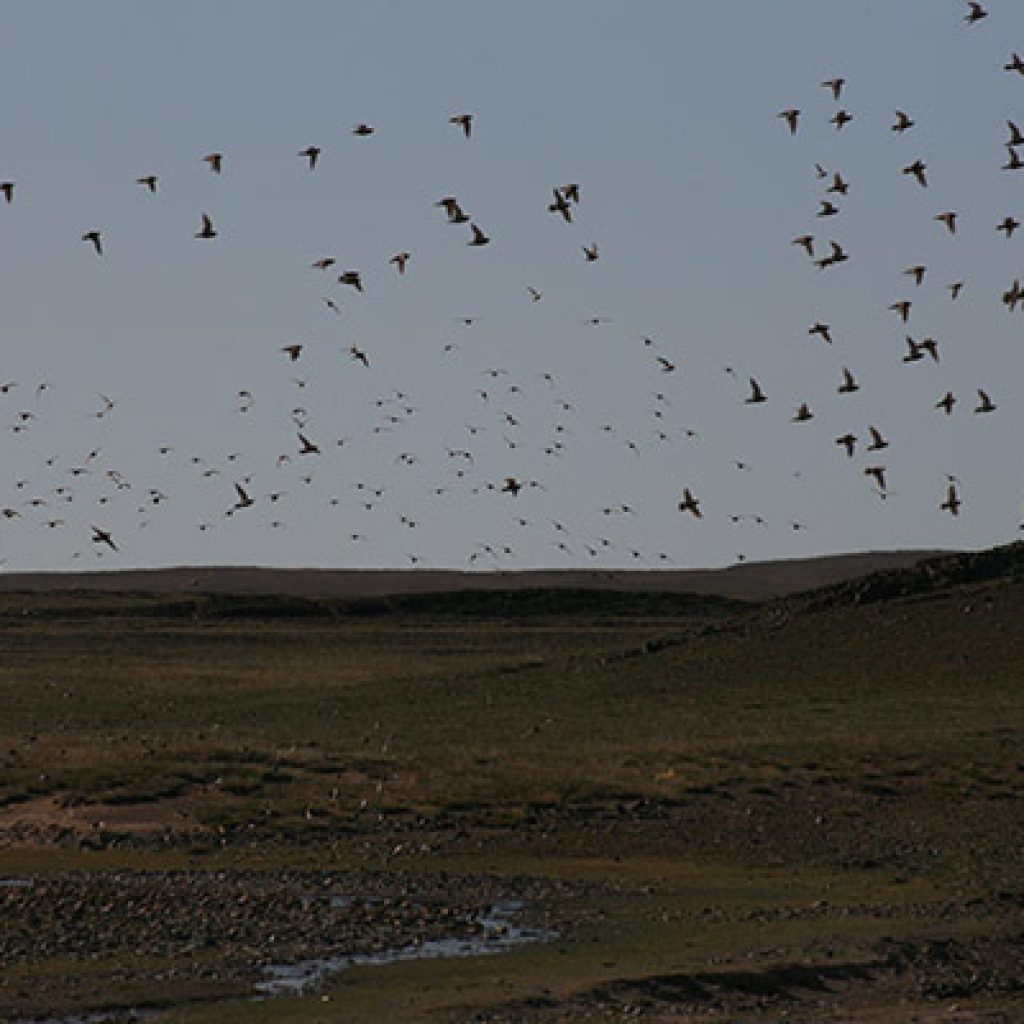 mongolian-desert