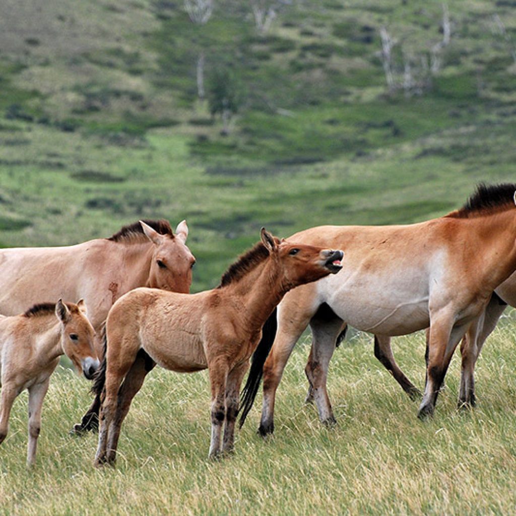 takhi-wild-horses-3