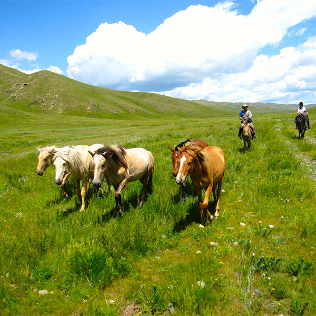 horses-in-mongolia
