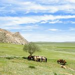 mongolian-grasslands