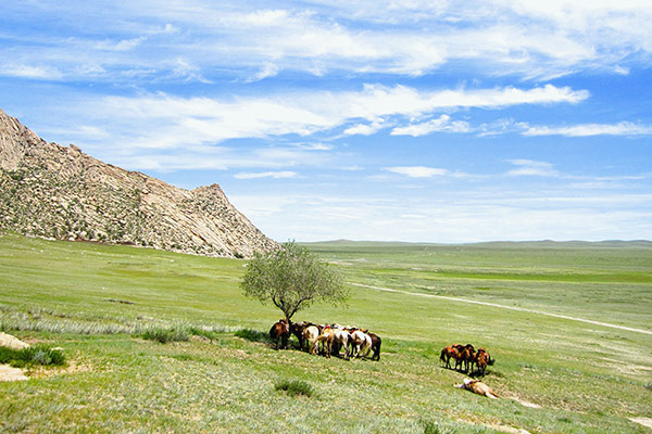 Horseback Journey into Gobi Steppe on Mongolian horses