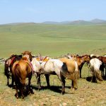 steppe-ride-mongolia-horses-