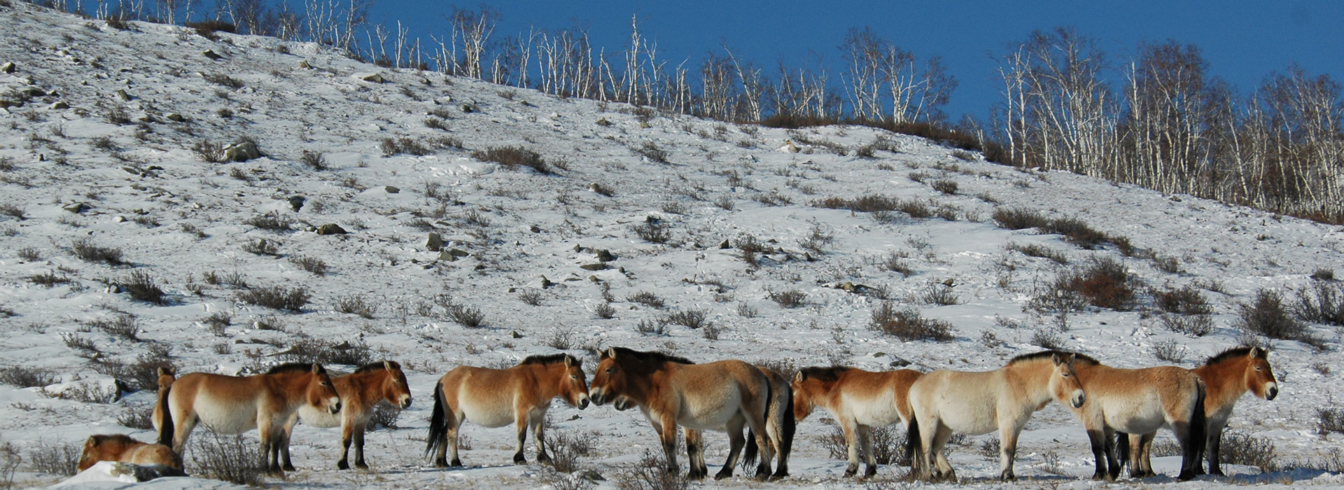 winter-in-hustai