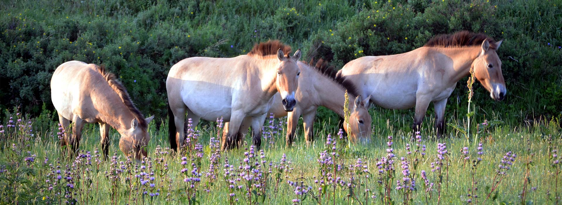 przewalskiis-horse