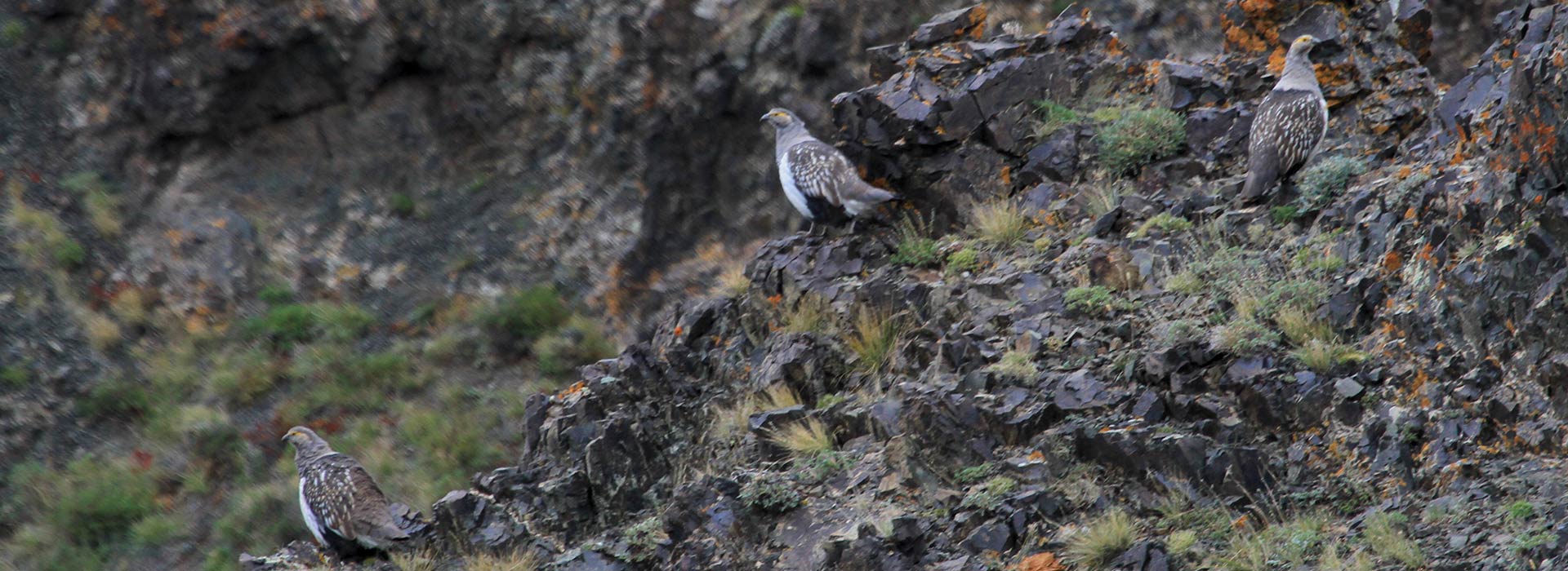 altai-snowcock-bird