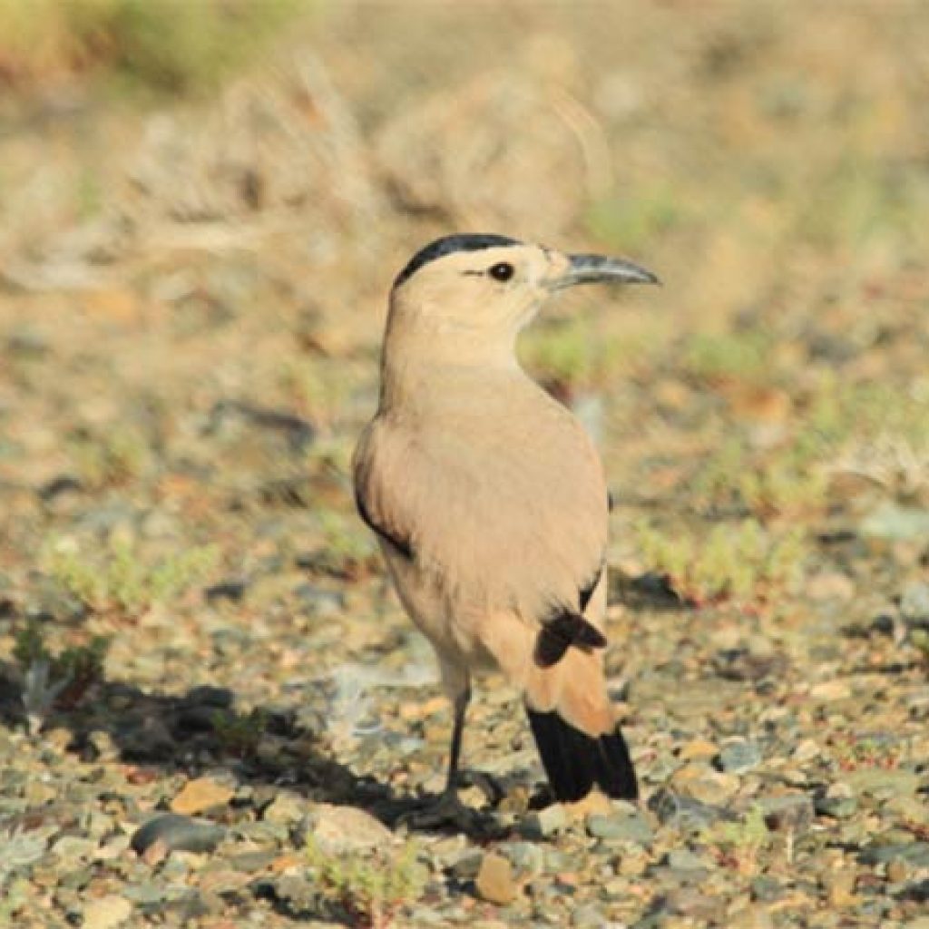 mongolian-birds