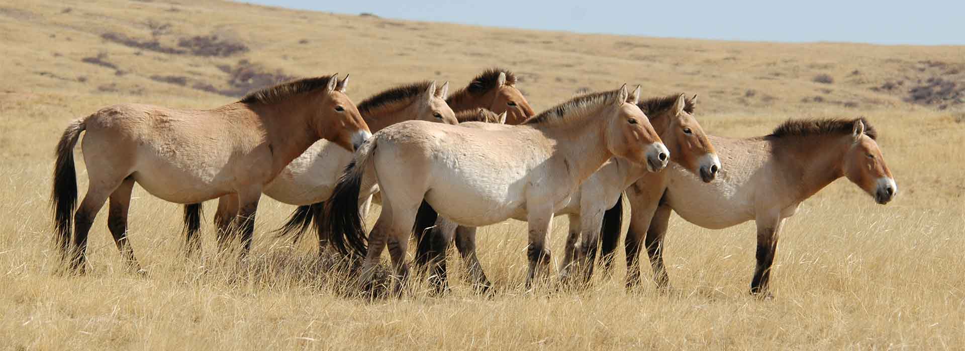 Mongolian Wild Horse Habitat