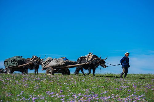 yak