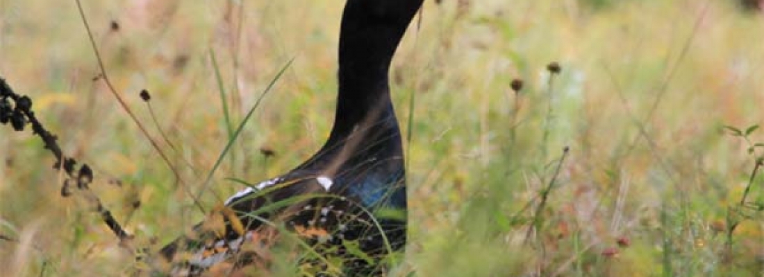 Birding in the East