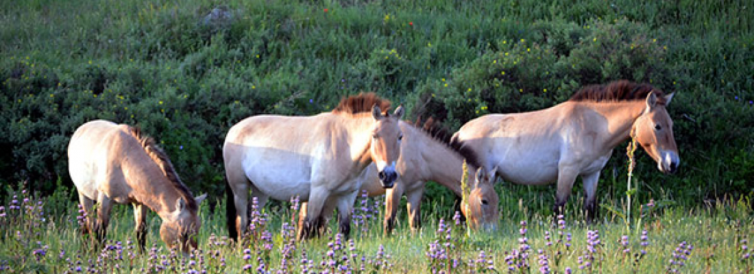 Hustai National Park